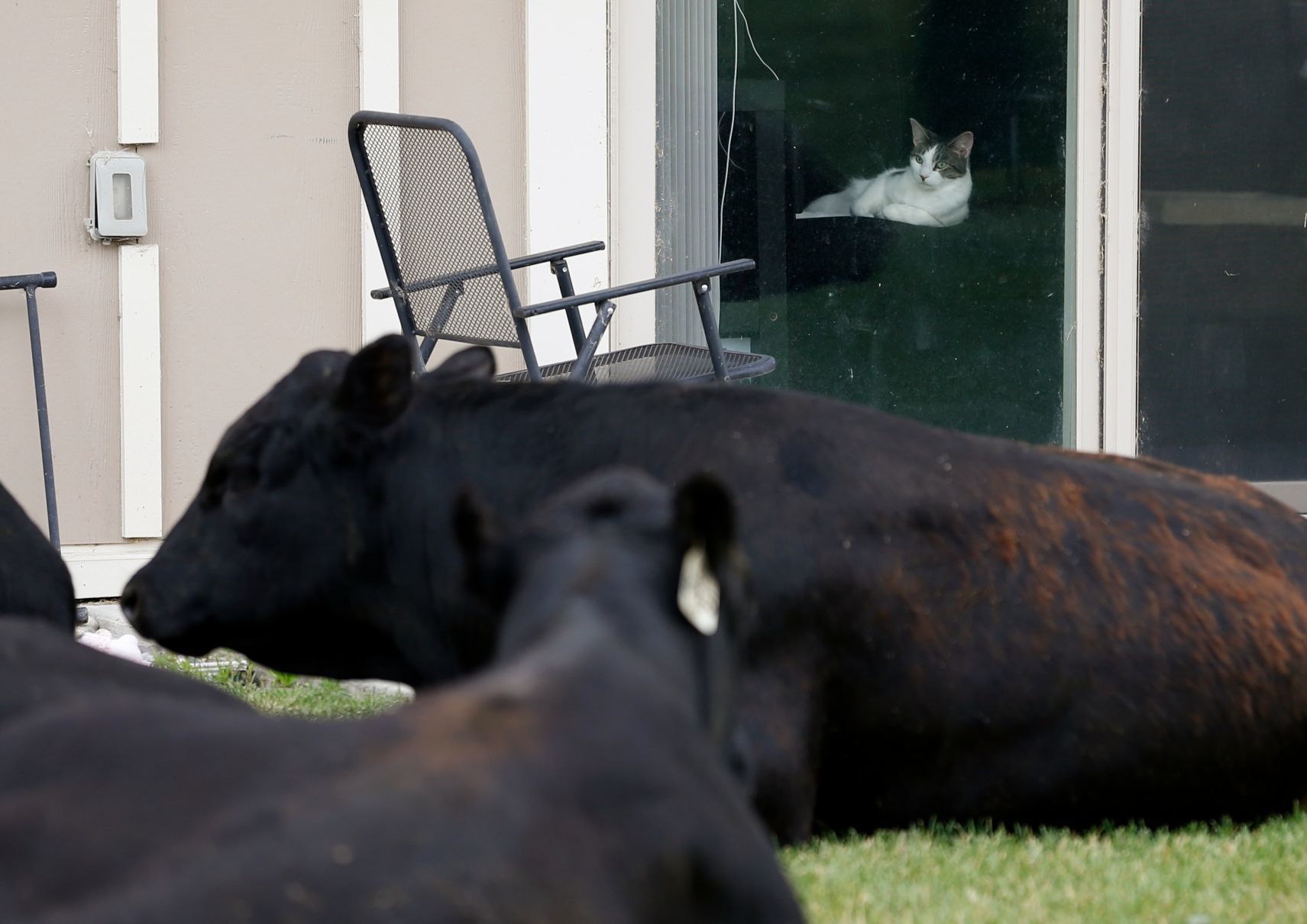 Bulls on the loose